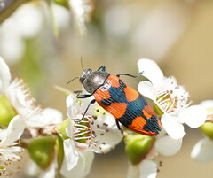 Castiarina delectabilis