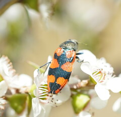 Castiarina delectabilis