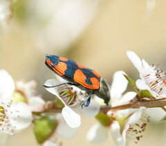 Castiarina delectabilis