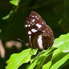 Phaedyma shepherdi