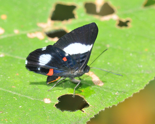 Red-spotted Metalmark