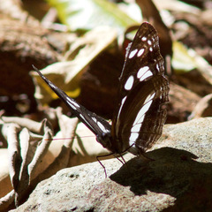 Phaedyma shepherdi