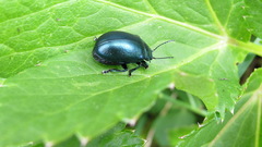 Chrysolina coerulans