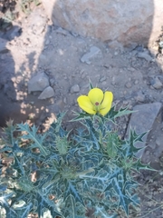Argemone mexicana