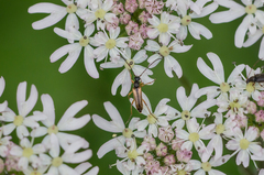 Alosterna tabacicolor