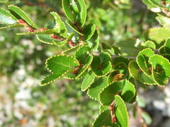 Nothofagus betuloides