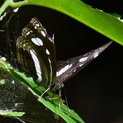 Phaedyma shepherdi