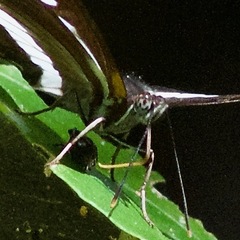 Phaedyma shepherdi