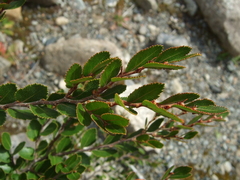 Nothofagus betuloides