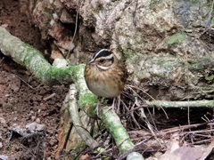 Emberiza tristrami