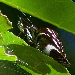 Phaedyma shepherdi