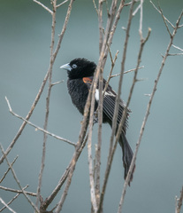 Euplectes albonotatus