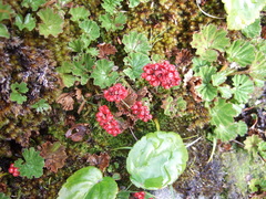 Gunnera magellanica