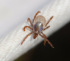 Ixodes cornuatus