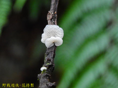 Hohenbuehelia reniformis