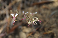 Pelargonium ternifolium