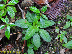 Staurogyne concinnula