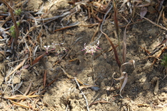 Pelargonium ternifolium