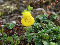 Calceolaria tenella