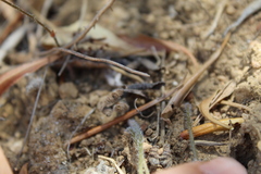 Pelargonium ternifolium