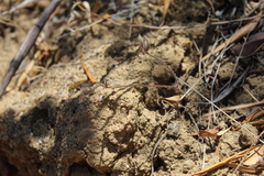 Pelargonium ternifolium