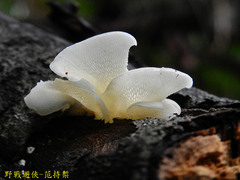 Favolus tenuiculus