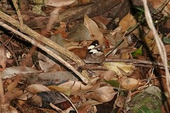 Heteronympha mirifica