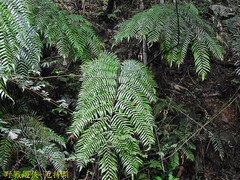 Gymnosphaera podophylla