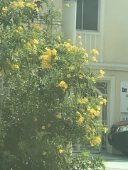 Tecoma stans