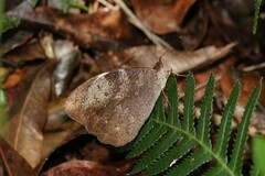 Heteronympha mirifica