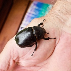 Xylotrupes australicus