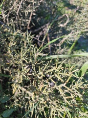 Asparagus horridus