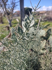 Asparagus horridus