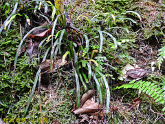 Haplopteris anguste-elongata