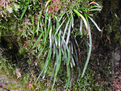 Haplopteris anguste-elongata