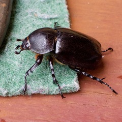 Xylotrupes australicus