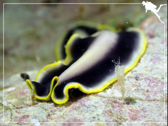 Pseudoceros paralaticlavus