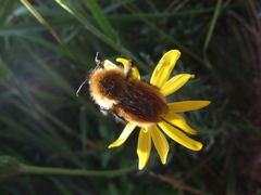 Bombus dahlbomii