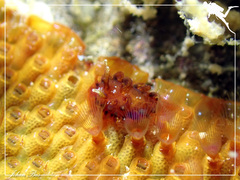 Madrella ferruginosa