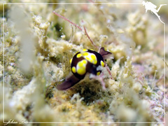 Colpodaspis thompsoni