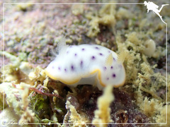 Chromodoris aspersa