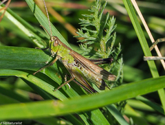 Chorthippus albomarginatus