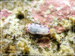 Goniobranchus setoensis