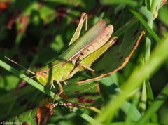 Chorthippus albomarginatus
