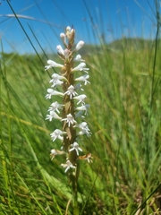 Satyrium cristatum