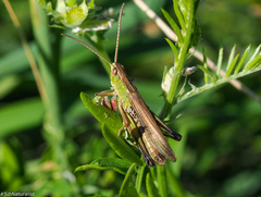 Chorthippus albomarginatus