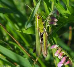 Chorthippus albomarginatus