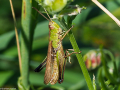 Chorthippus albomarginatus