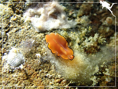 Pseudobiceros splendidus