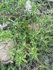 Eryngium foetidum